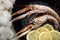 Langoustine or Norwegian Lobster