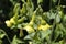 `Langsdorff`s Tobacco` flowers - Nicotiana Langsdorffii