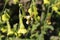 `Langsdorff`s Tobacco` flowers - Nicotiana Langsdorffii