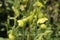 `Langsdorff`s Tobacco` flowers - Nicotiana Langsdorffii