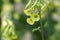 Langsdorff\\\'s tobacco ( Nicotiana langsdorffii ) flowers.