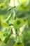 Langsdorff\\\'s tobacco ( Nicotiana langsdorffii ) flowers.