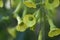 Langsdorff\\\'s tobacco ( Nicotiana langsdorffii ) flowers.