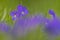 Langsporig viooltje, Long-spurred violet, Viola calcarata subsp. calcarata