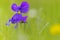 Langsporig viooltje, Long-spurred violet, Viola calcarata subsp. calcarata