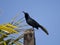 Langstaarttroepiaal, Great-tailed Grackle, Quiscalus mexicanus