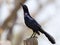 Langstaarttroepiaal, Great-tailed Grackle, Quiscalus mexicanus