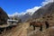 Langtang village valley and himalaya mountain, Nepal