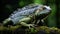 Languid Iguana Basking in Tropical Rainforest