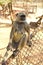 Langur on a fence