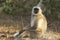 Langur monkey