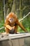 Langur monkey