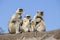 Langur monkey family in the town of Mandu, India.