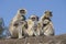 Langur monkey family in the town of Mandu, India