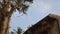 Langur monkey jump from tree branches to the roof of a temple in India.