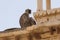 Langur monkey sleeping on wall of temple