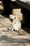 Langur Monkeys, Ajanta Caves, Aurangabad, Maharashtra, India.