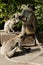 Langur Monkeys, Ajanta Caves, Aurangabad, Maharashtra, India.