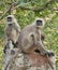 Langur Monkeys in Northern India