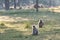 Langurs in a national park in central India