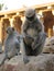 Langurs Presbytis entellus in , Karnataka, India