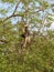 Langurs Presbytis entellus in , Karnataka, India