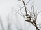 Lanius ludovicianus, Loggerhead Shrike perched on a persimmon tree limb