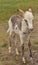 Lanky White and Brown Spotted Burro Foal