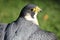 Lanner falcon