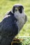 Lanner falcon