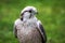 Lanner Falcon