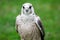 Lanner Falcon Close Up