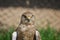 Lanner Falcon close-up portrait in Kwa-Zulu Natal, South Africa