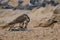 Lanner Falcon eating dove