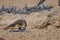 Lanner Falcon eating dove