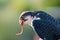 Lanner falcon eating meat, show with falcons to the park overseas Rimini