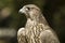 Lanner falcon (falco biarmicus)