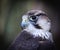 The lanner falcon, Falco biarmicus