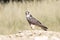 Lanner Falcon (Falco biarmicus