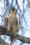 Lanner Falcon (Falco biarmicus