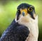 The lanner falcon (Falco biarmicus)