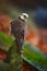 Lanner Falcon, Falco biarmicus, bird of prey sitting on the stone, orange habitat in the autumn forest, rare animal, France