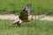 The lanner falcon Falco biarmicus flies away from the grass. Falconry-guided bird of prey