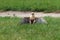 The lanner falcon Falco biarmicus sitting in the grass with outstretched wings. Falcon sitting in the grass with a green