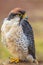 Lanner falcon - Falco biarmicus sitting on log looking for prey.