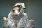 A Lanner Falcon resting