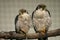 Lanner falcons