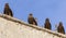 Lanner falcons on the walls of open air butchery in city of Jugol. Harar. Ethiopia.