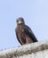 Lanner falcons on the walls of open air butchery in city of Jugol. Harar. Ethiopia.