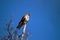 Lanner mountain falcon Falco biarmicus